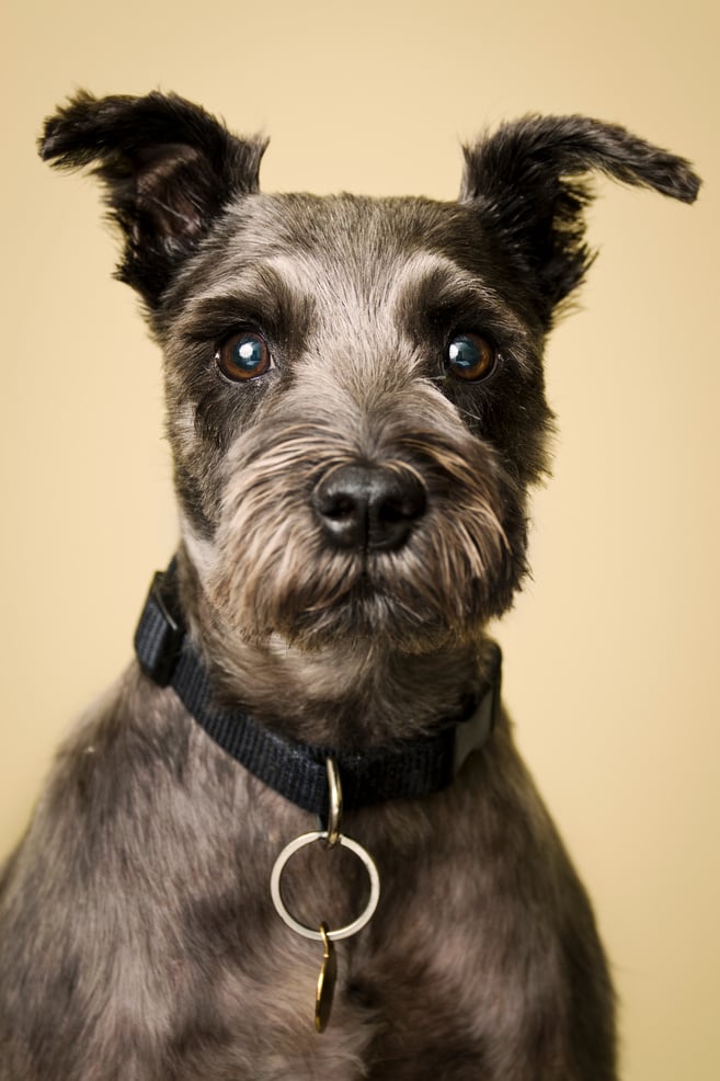 Black Miniature Schnauzer with Collar and ID Tag