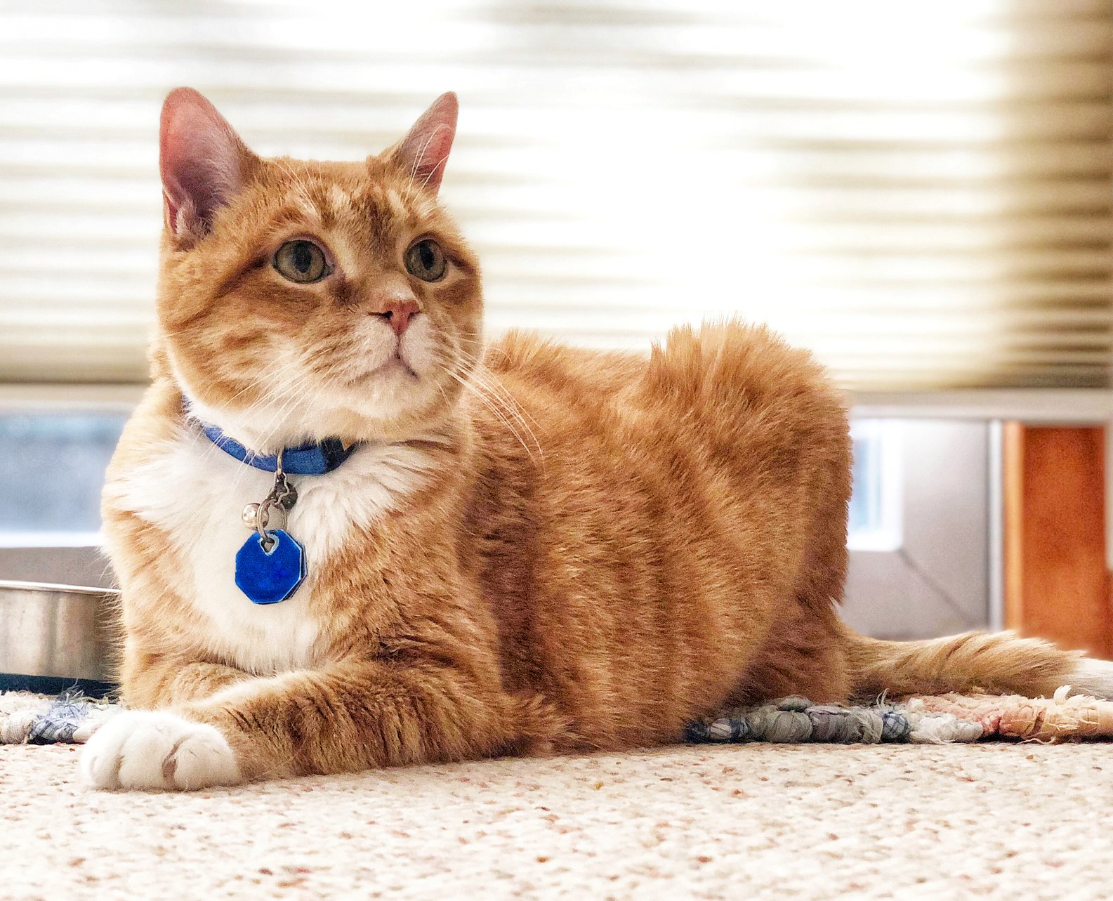 Cat with bell and blank name tag